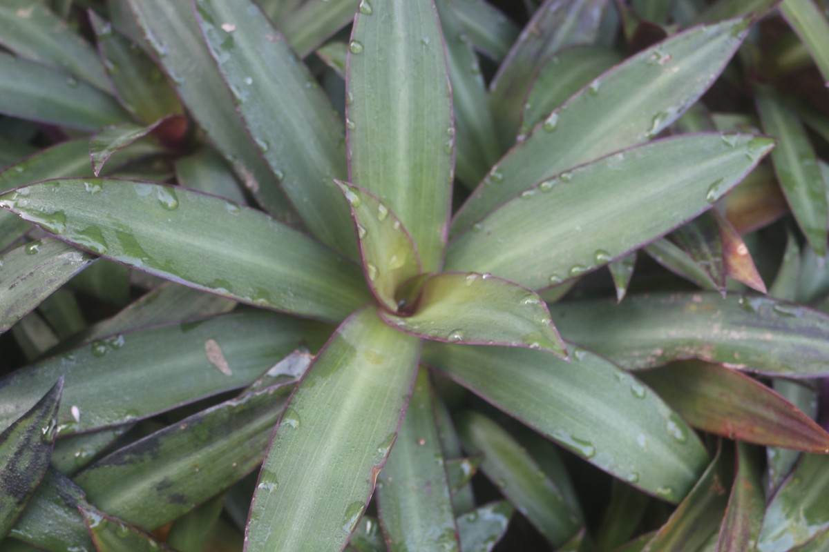 Tradescantia spathacea Sw.